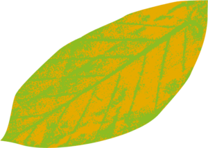Yellow Leaf