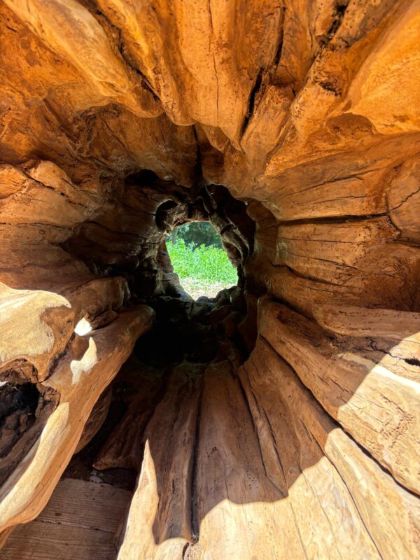 Log Tunnel - Image 9